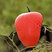Great Frigatebird